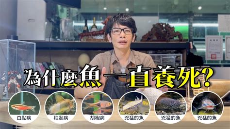 養魚死掉